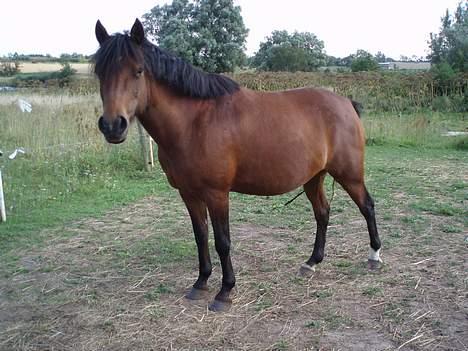 Anden særlig race Caspara´s Radja - himmelhest - Super fotogen:o) billede 2