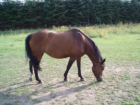 Anden særlig race Caspara´s Radja - himmelhest billede 3