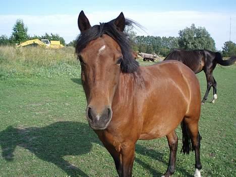 Anden særlig race Caspara´s Radja - himmelhest - Har du noget jeg kan spise??? billede 4