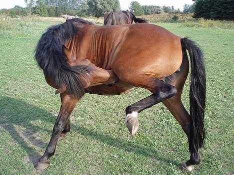 Anden særlig race Caspara´s Radja - himmelhest - Av blev lige bidt af en hestebremse billede 5