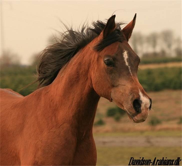 Arabisk fuldblod (OX) Wimpy - PENSIONERET - - Februar 2008  billede 1