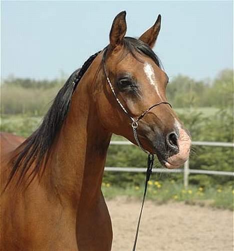 Arabisk fuldblod (OX) Wimpy - PENSIONERET - - Maj 2006.  billede 8