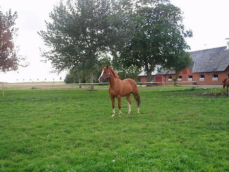 Anden særlig race Hedegaardens Balou *R.I.P.* - Årh , miin skat , Du Rr Så Skøn <´33 . billede 14