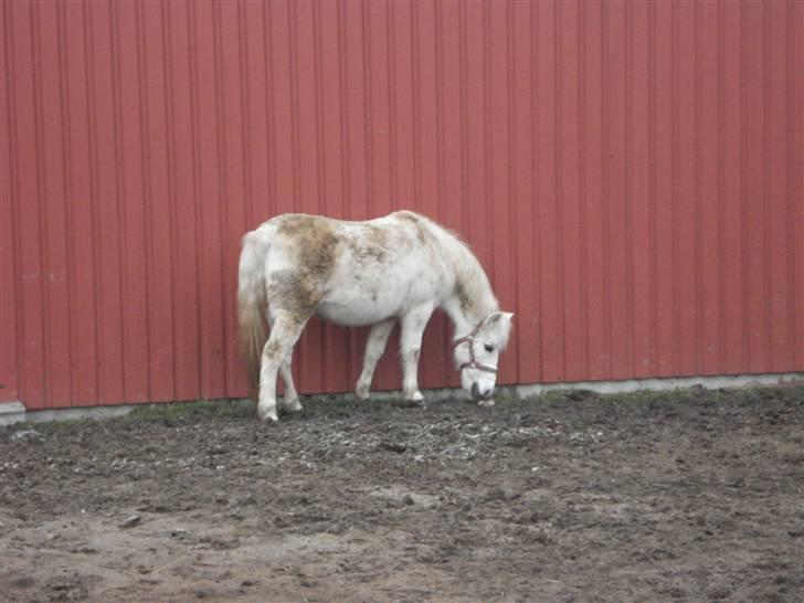 Anden særlig race Quickstep - 7| lille søde quiiiick! <3 billede 7