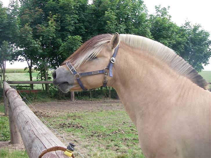 Fjordhest Cæsar Kaptain - jeg er klar....  ; ) billede 2
