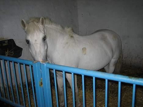 Anden særlig race Quickstep - 8| hejsa!(: billede 8