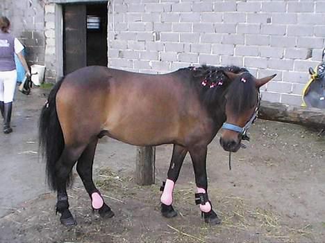 Anden særlig race Lurifax - lyserød pony.. billede 4