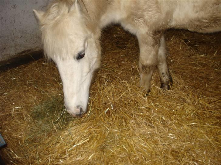 Anden særlig race Quickstep - 9| Quickstep.  billede 9