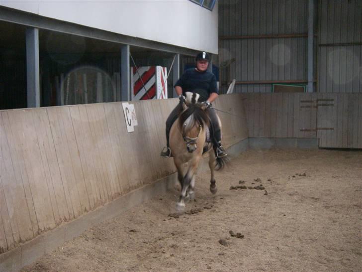 Fjordhest Cæsar Kaptain - Dejlige Cæsar til undervisning  super skøn at ride. 120708 billede 7