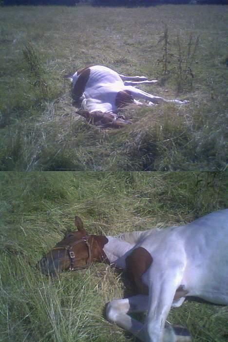 Pinto Sorenta "solgt" :* - *nyt.. min tykke hest på sommergræs. er vist blevet lidt træt.. foto: mig billede 11