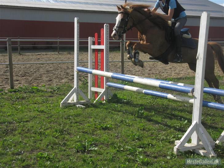 Anden særlig race Donna ¤solgt&savnet¤ - Spring d. 3. august 2009, hjemme ved Jeanne (: <3 Fotograf: Anée Keller - Tak søde<3 billede 6