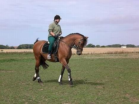 Dansk Varmblod Hindevadgård Madame  - Min første ridetur på Maddi. billede 1