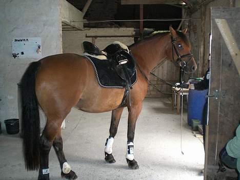 Dansk Varmblod Hindevadgård Madame  - På vej på ridebanen  billede 2