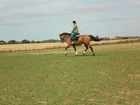 Dansk Varmblod Hindevadgård Madame  - Min første ridetur på Maddi billede 3