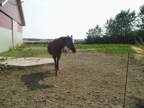 Anden særlig race Bonnie billede 13