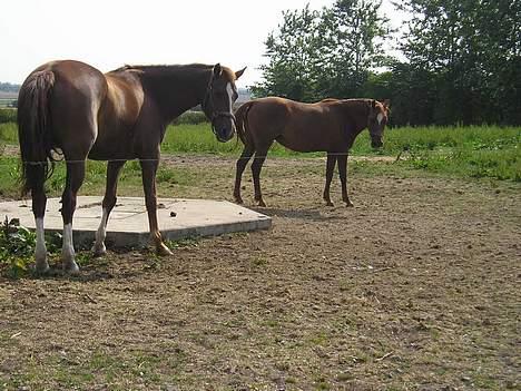 Anden særlig race Bonnie billede 14