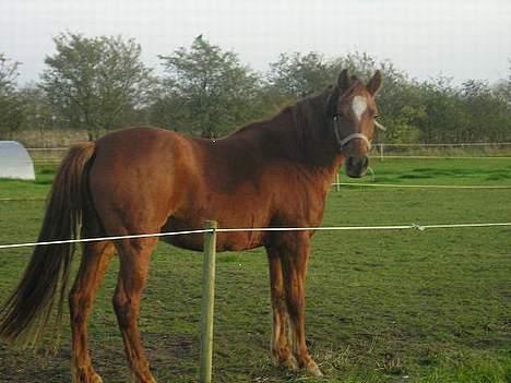 Anden særlig race Bonnie billede 15