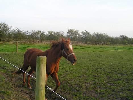 Anden særlig race Bonnie billede 16