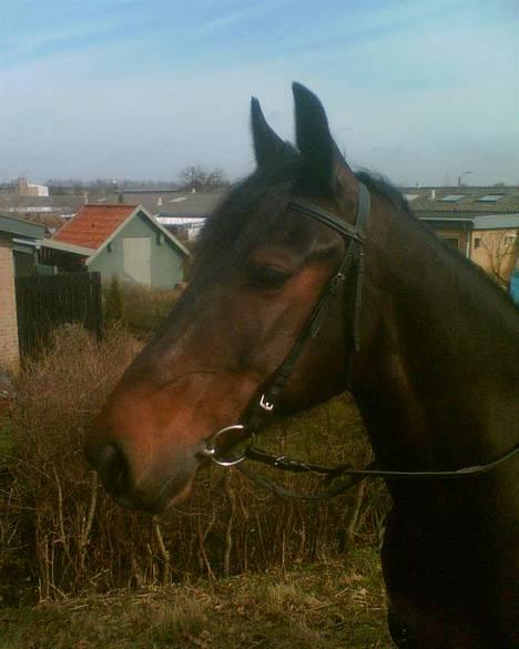 Anden særlig race DIBA - Diba 11.3 billede 1