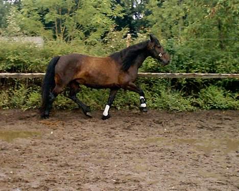 Anden særlig race DIBA - Ja, hun kan godt bevæge sig på trods af mudderet :) billede 3
