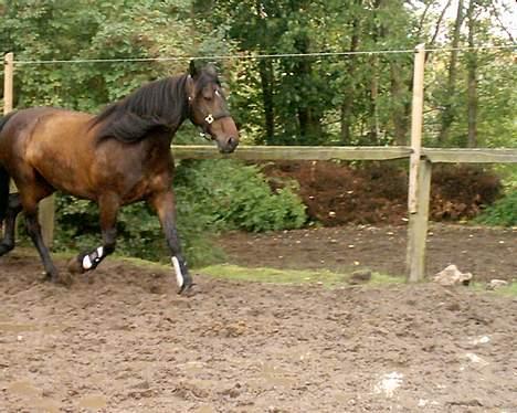 Anden særlig race DIBA - Blev pludselig vild over et eller andet i hjørnet :) hehe... billede 4
