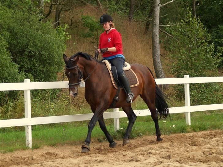 Dansk Varmblod Marlywunder - Velkommen til marlywunders profil. dressur d.20 Juli 2009 billede 1