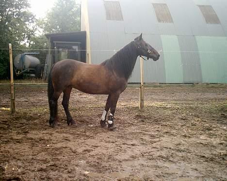 Anden særlig race DIBA - Hun er nu altså ret smuk at se på :D billede 5