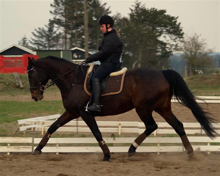 Dansk Varmblod Marlywunder - Min elskede Marlywunder <3 15.4.2009 billede 10