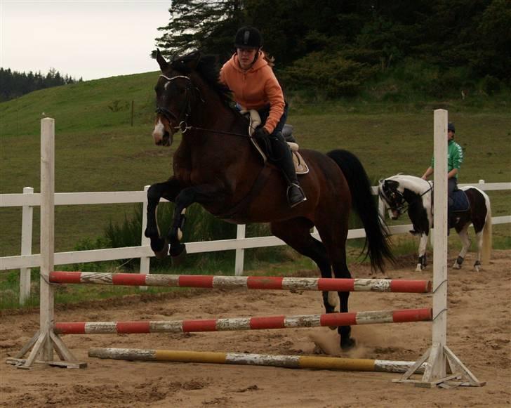 Dansk Varmblod Marlywunder - Et lille bitte spring.<3  billede 11