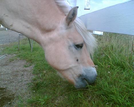 Fjordhest Lasse billede 19