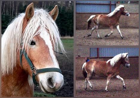 Tyroler Haflinger Gailey Elghusets - SOLGT - (foto - Lima) billede 1