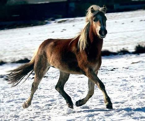 Tyroler Haflinger Gailey Elghusets - SOLGT - (foto - Lima) billede 2