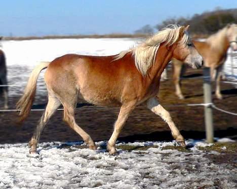 Tyroler Haflinger Gailey Elghusets - SOLGT - (foto - Lima) billede 6