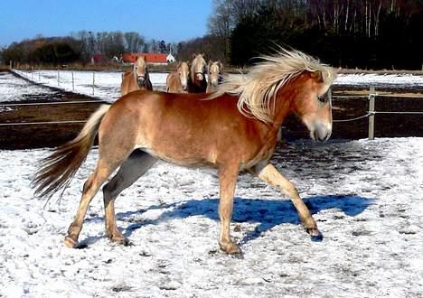 Tyroler Haflinger Gailey Elghusets - SOLGT - (foto - Lima) billede 7