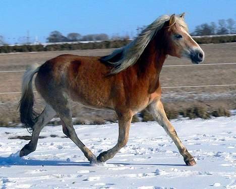 Tyroler Haflinger Gailey Elghusets - SOLGT - (foto - Lima) billede 8