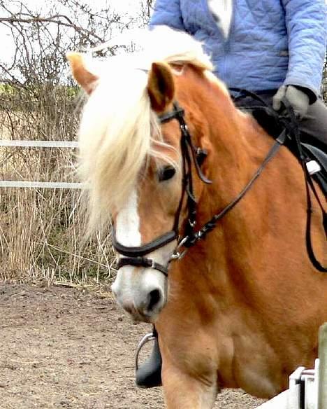 Tyroler Haflinger Elghusets Kora - SOLGT billede 1