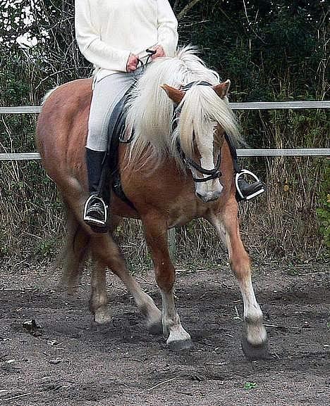 Tyroler Haflinger Elghusets Kora - SOLGT - (foto - Lima) billede 2