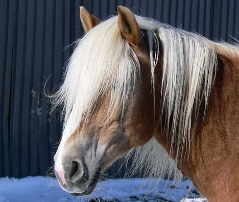 Tyroler Haflinger Elghusets Kora - SOLGT billede 4