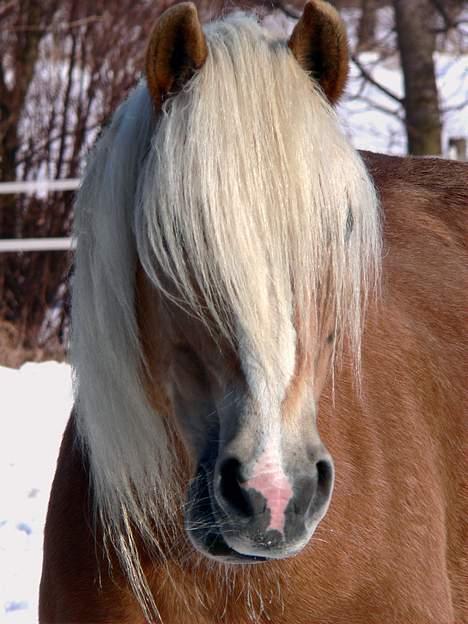 Tyroler Haflinger Elghusets Kora - SOLGT billede 5