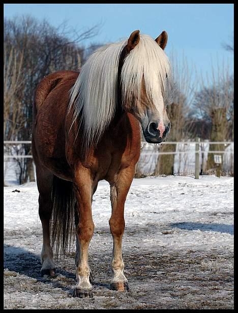 Tyroler Haflinger Elghusets Kora - SOLGT billede 6