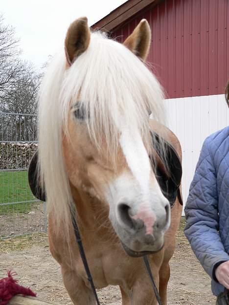 Tyroler Haflinger Elghusets Kora - SOLGT billede 7