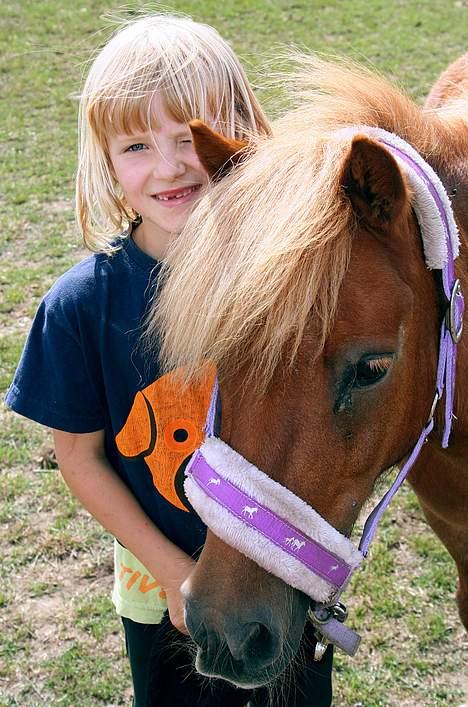Shetlænder Lorri - udlånt - (foto - Lima) billede 1
