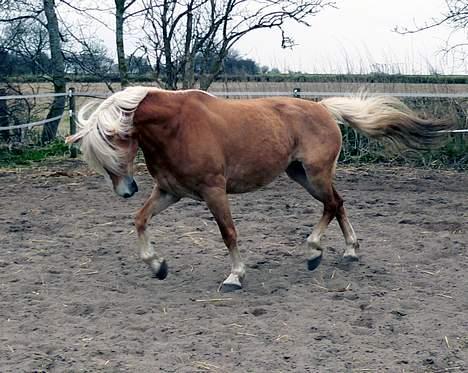 Tyroler Haflinger Elghusets Kora - SOLGT - (foto - Lima) billede 9