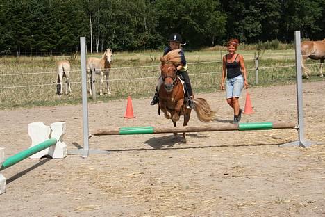 Shetlænder Lorri - udlånt - (foto - Lima) billede 2