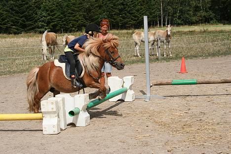 Shetlænder Lorri - udlånt - (foto - Lima) billede 3