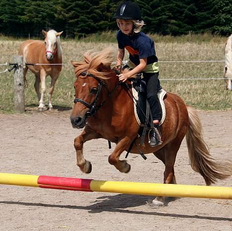 Shetlænder Lorri - udlånt - (foto - Lima) billede 4