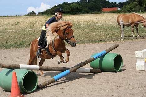 Shetlænder Lorri - udlånt - (foto - Lima) billede 5