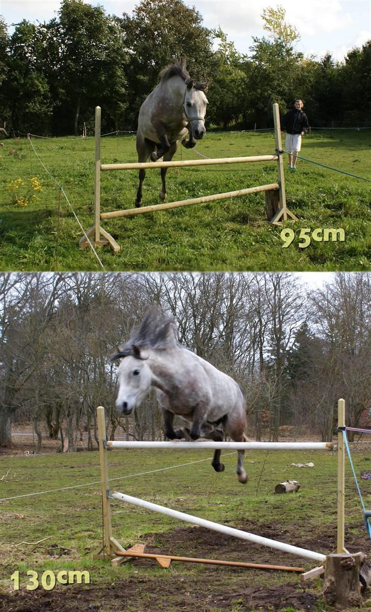 Anden særlig race Vanggården's Mister Magic - Mister løsspringer, han er blevet så god til det! :D Øverste billede er d. 21-09-2009, nederste hvor han springer hans egen højde er d. 05-04-2010. Læg mærke til ørene! :D Undskylder kvaliteten billede 4