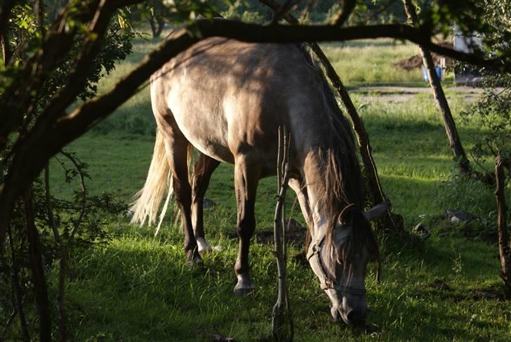 Anden særlig race Vanggården's Mister Magic - Smukt billede af Mister i aftensolen. D. 10-08-08 billede 5
