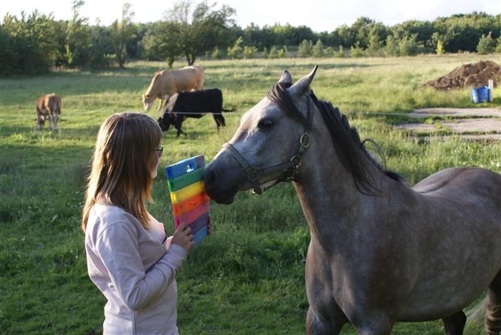 Anden særlig race Vanggården's Mister Magic - "Just trust me as i trust you, and we can do anything!" D. 10-08-2008 billede 9